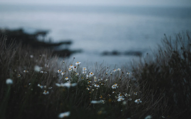 a small area of plants with white flowers growing in the background