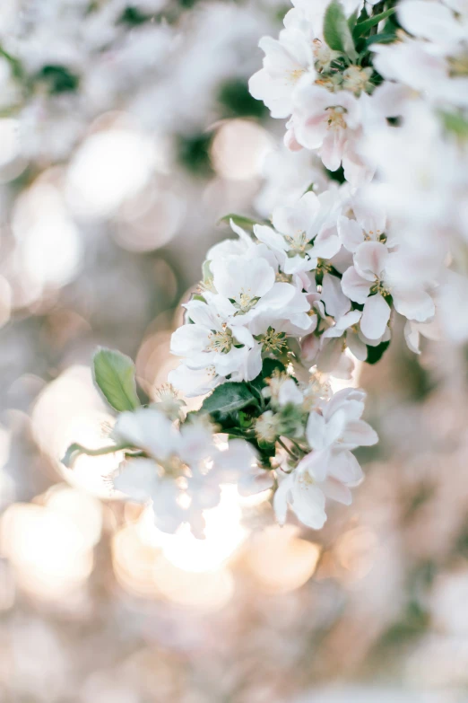 closeup of flowers with the sunlight shining through