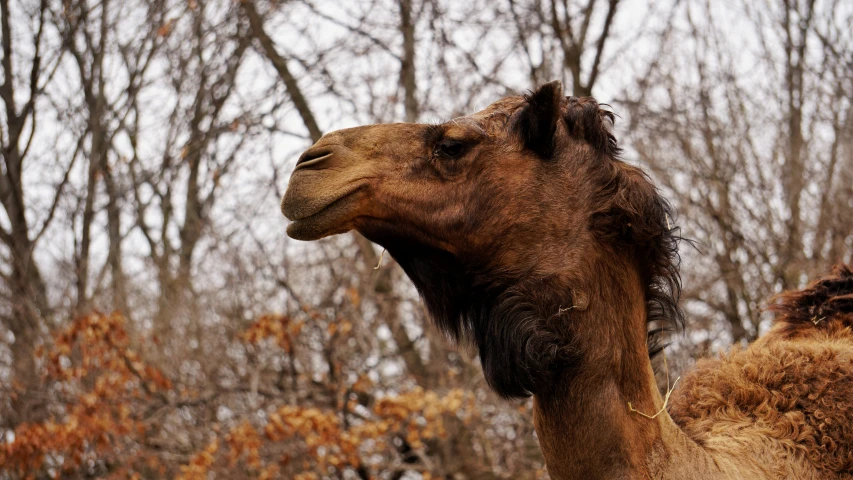 a camel with long hair sticking out its tongue