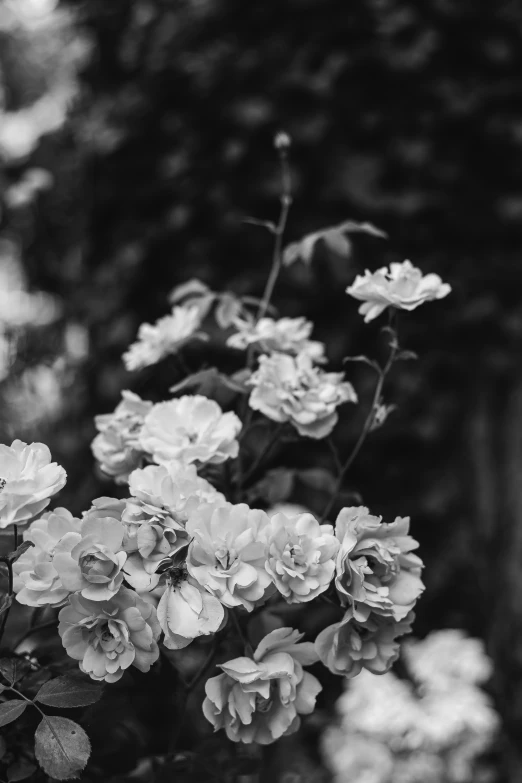 a close up of several flowers on a bush