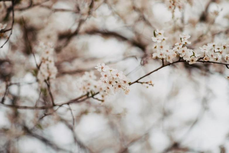 flowers on a tree with no leaves on it