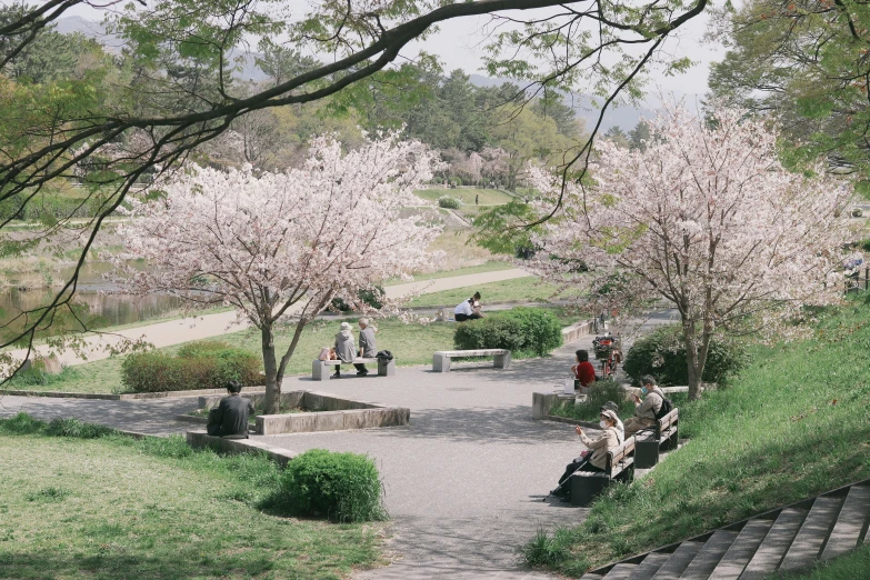 people are sitting and standing in a park under cherry trees