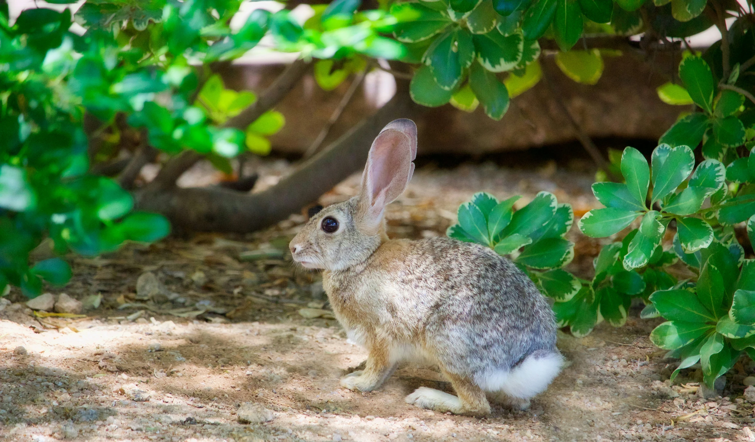 a little bunny sitting under a large tree