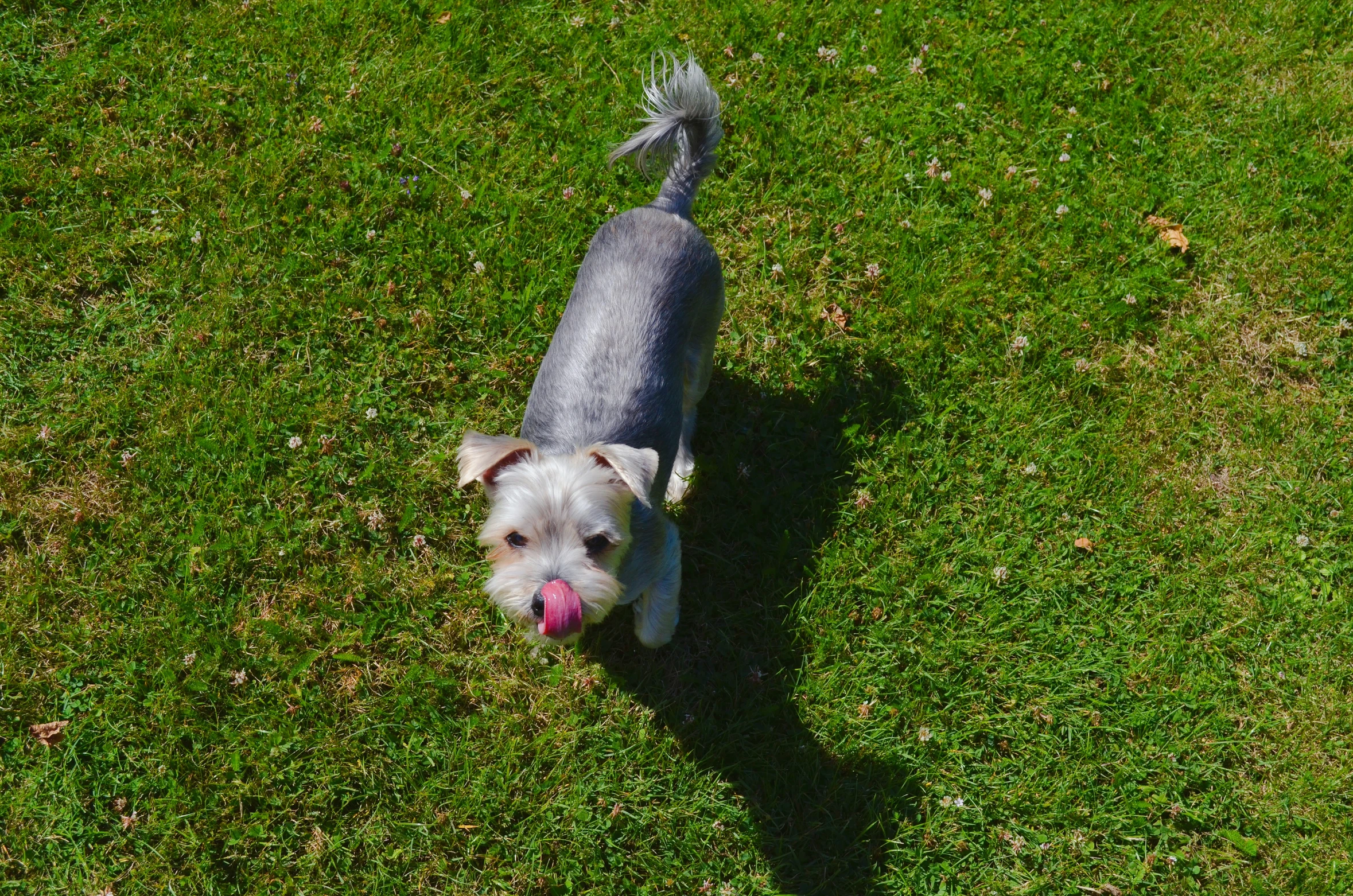 small dog walking in the grass on a sunny day