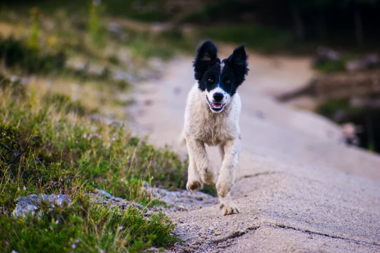 a dog walking across a dirt road covered in grass