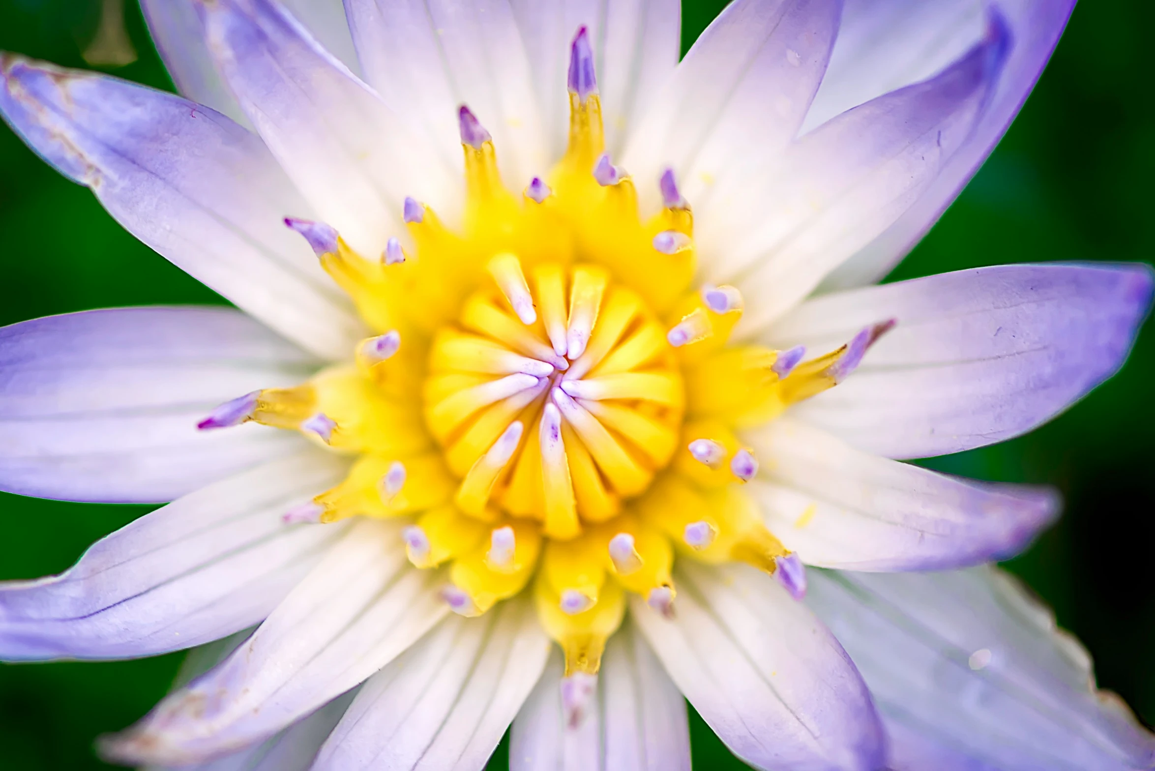 a flower with purple petals is seen from above