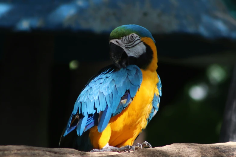 a large bird with multi - colored feathers perched on top of a rock