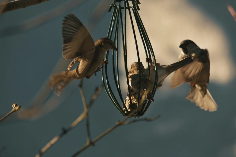 two small birds are feeding from the bird feeder