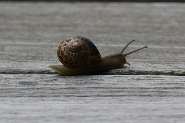 a small snail is crawling on a surface