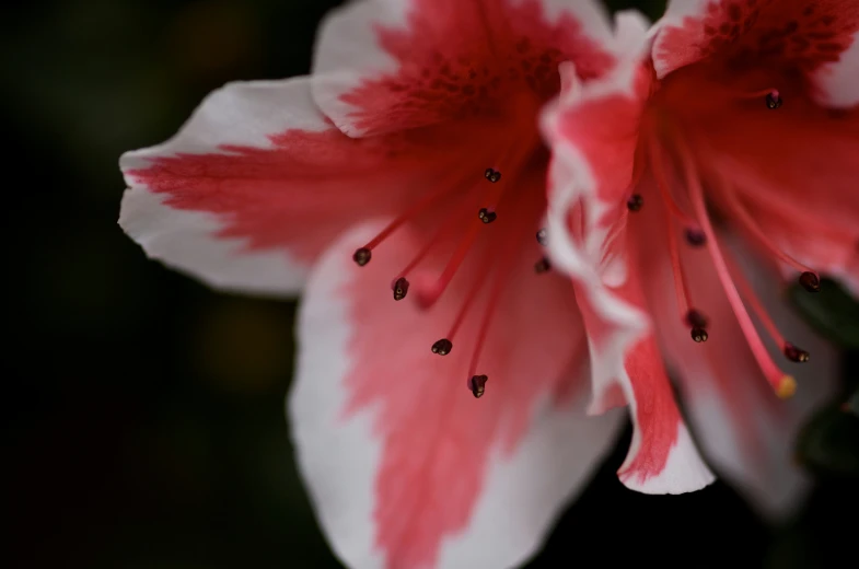 the flower looks like its bloom in bright pink