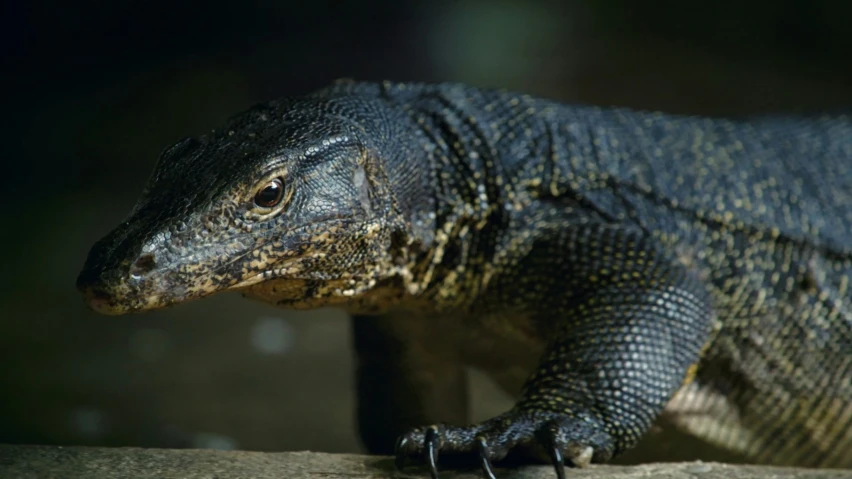 an alligator on the ground with its foot extended