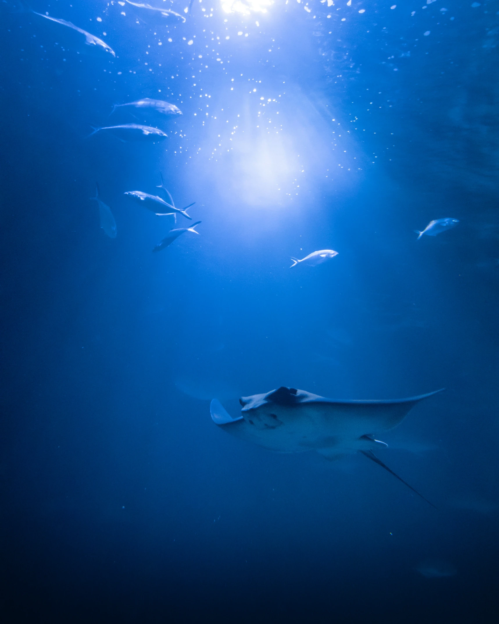 manta ray in shallow water with sun shining