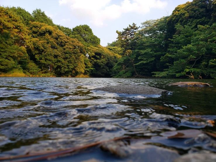 water running past green and leaf covered trees