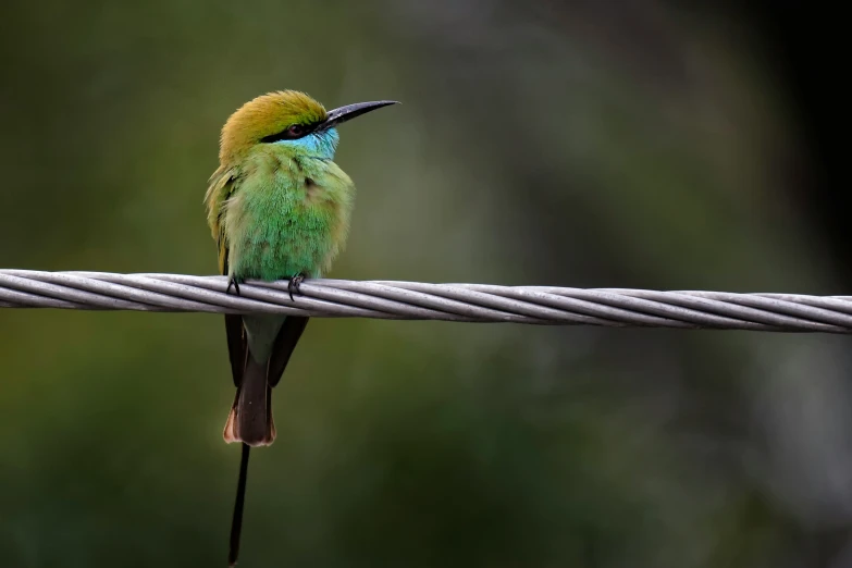 a small green bird sitting on top of a wire