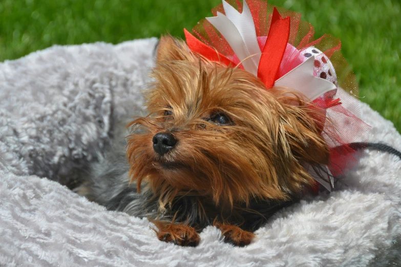 a little brown dog wearing a dress made to look like a princess