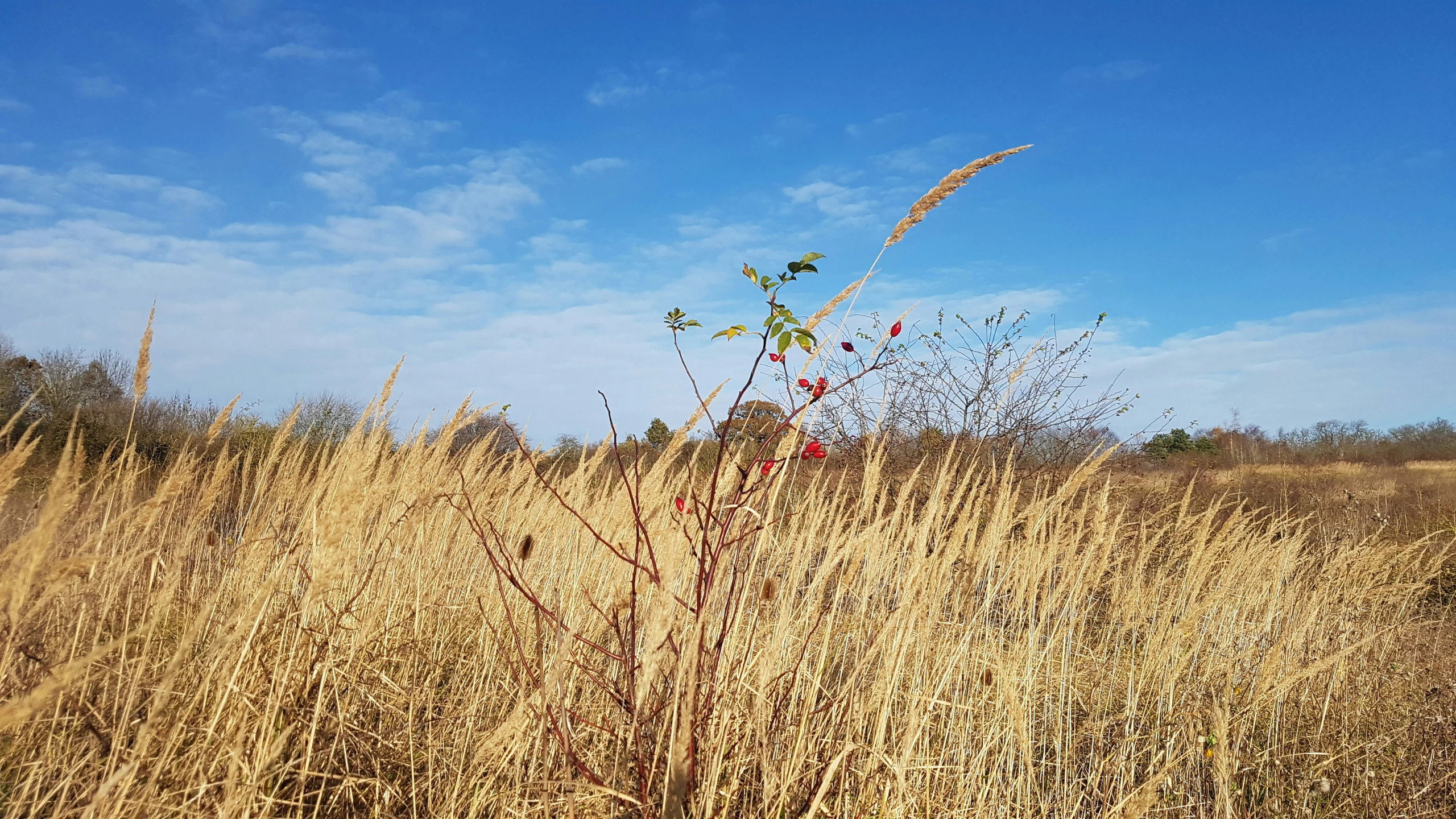 a field with a tree and some red berries