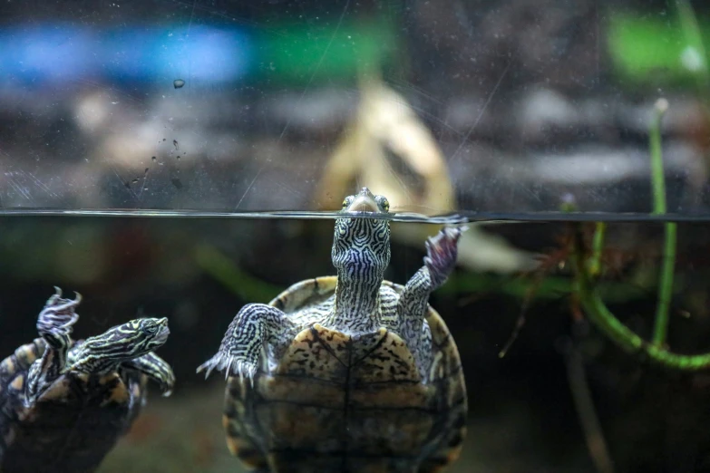 two turtles in their enclosure are submerged in the water