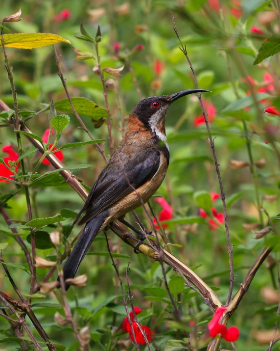 a bird that is sitting on a nch in some flowers