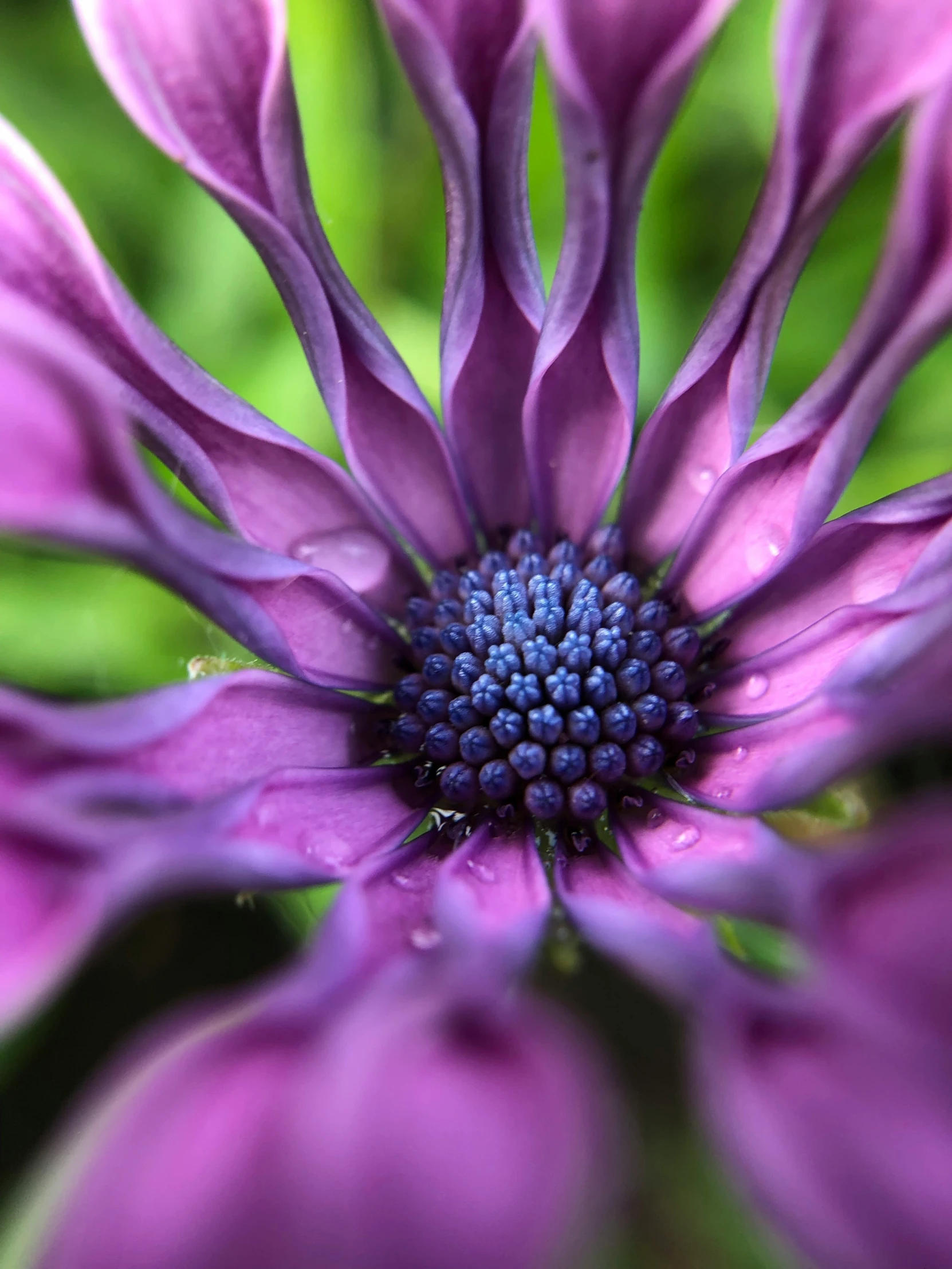 a purple flower is shown close up with its petals