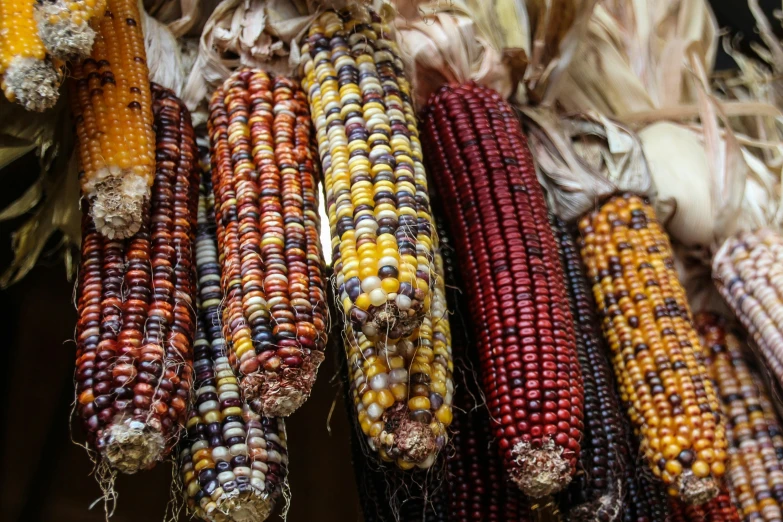 several different types of corn laid out for display