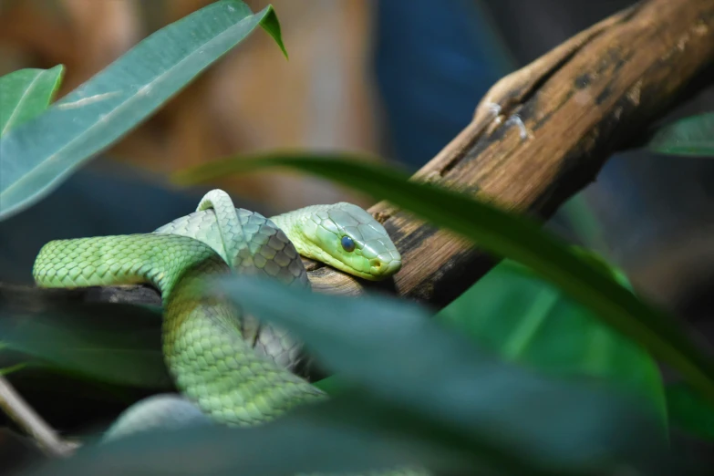 a green snake is nestled between some leaves