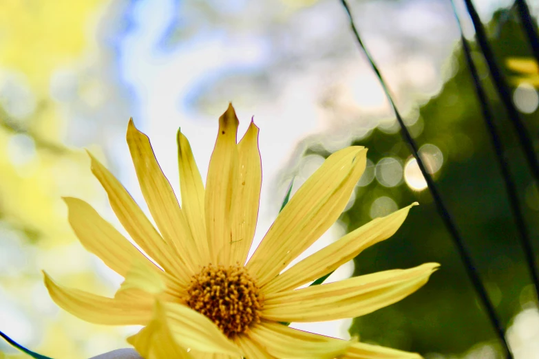 a flower with a center that is growing in front of a tree