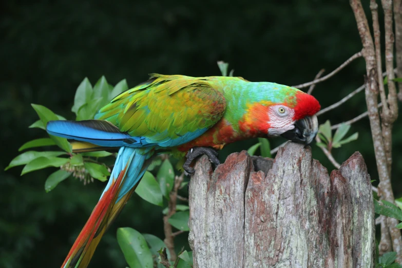 colorful parrot on post near a tree with green leaves