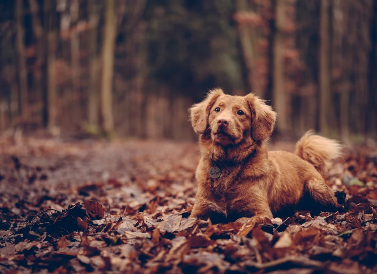 a brown dog sitting in a forest full of leaves