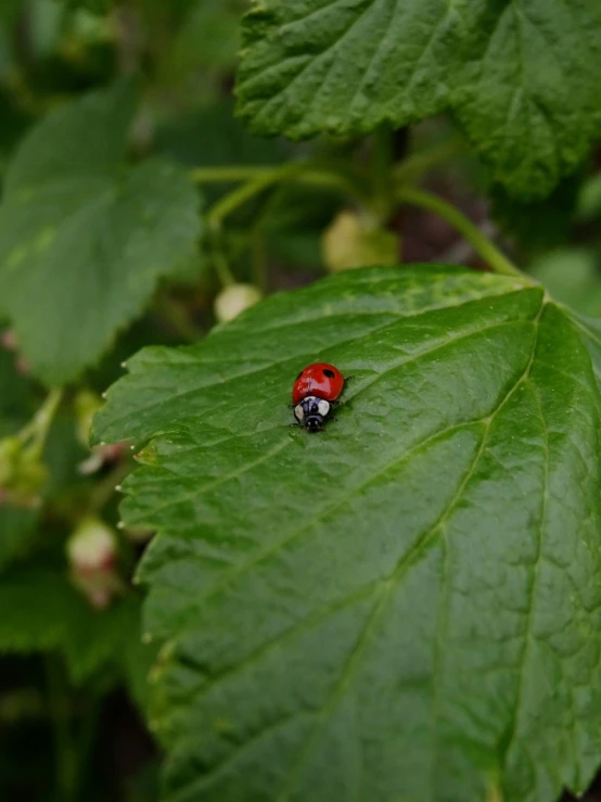 a ladybug on a green leaf in the forest