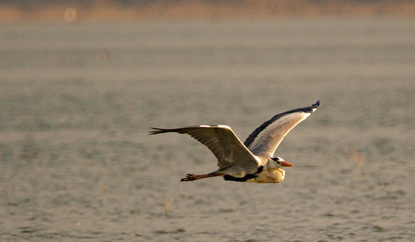 a bird with a long beak flies over the water