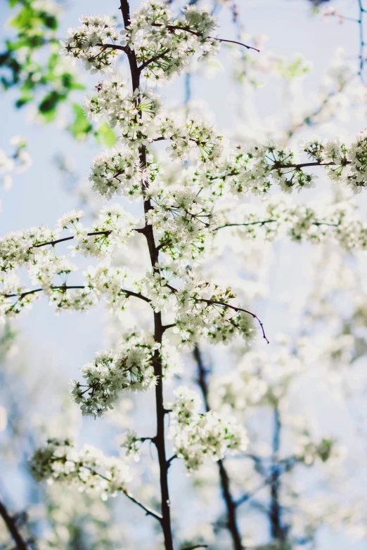 a nch of a tree with flowers in spring