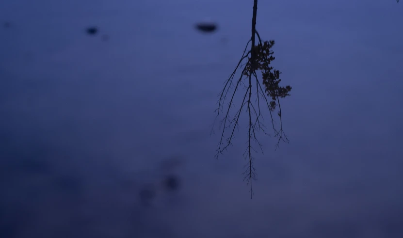 the reflection of trees in a dark body of water