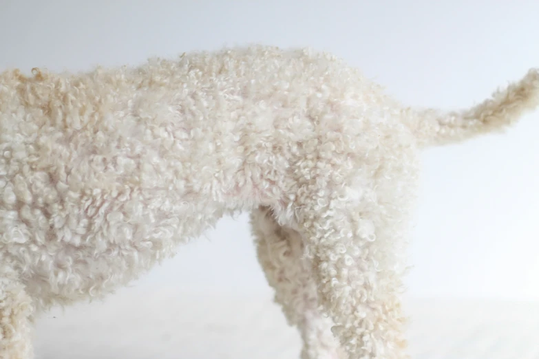 an image of a white dog with very long hair