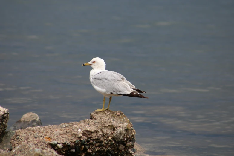 a seagull perched on a rock beside the water