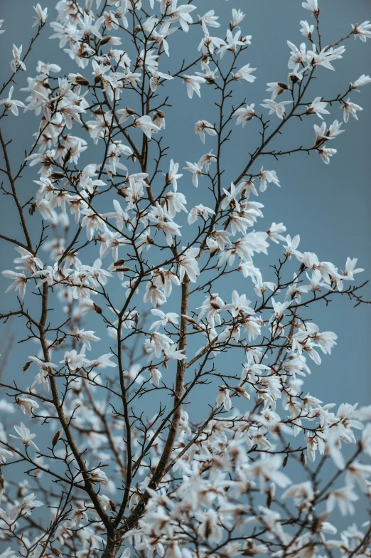 a lone white flowered tree with blue skies in the background