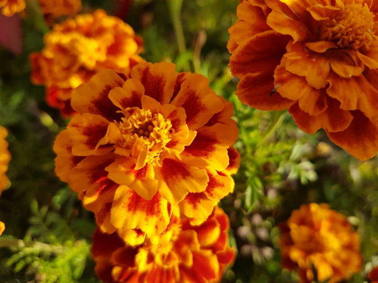 the sun is shining on orange and yellow flowers