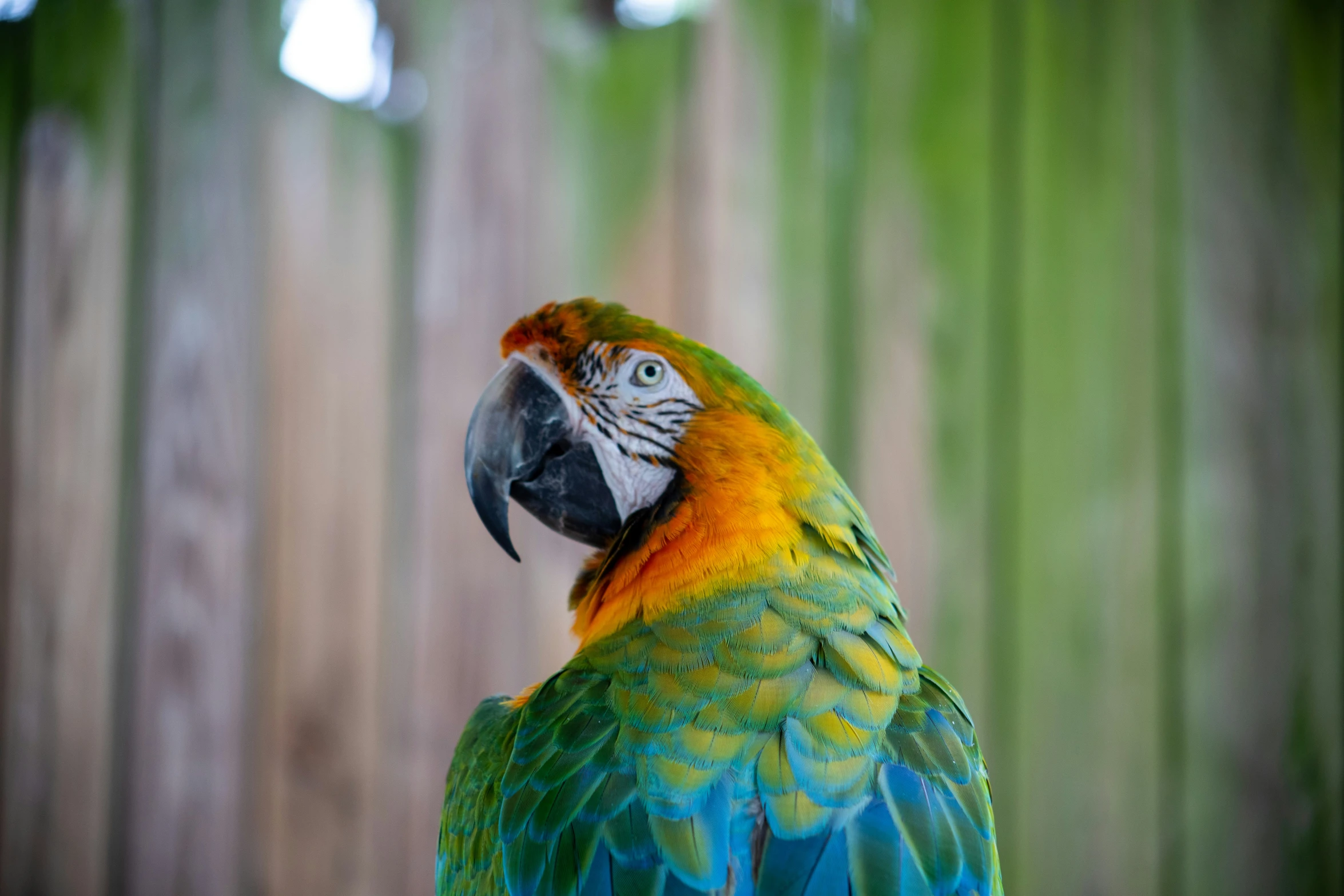 a colorful bird that is standing on a nch