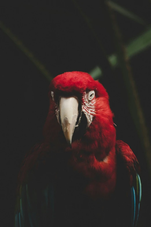 the big parrot is red and black with a colorful beak