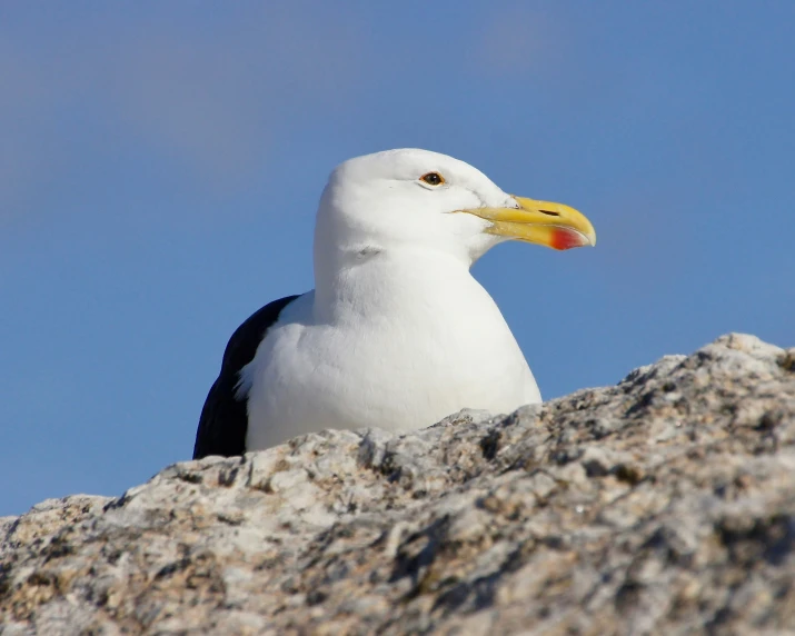 a bird that is sitting on a rock