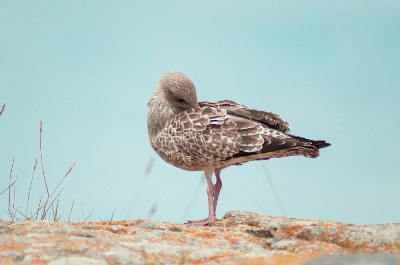 a very pretty bird by itself on a hill