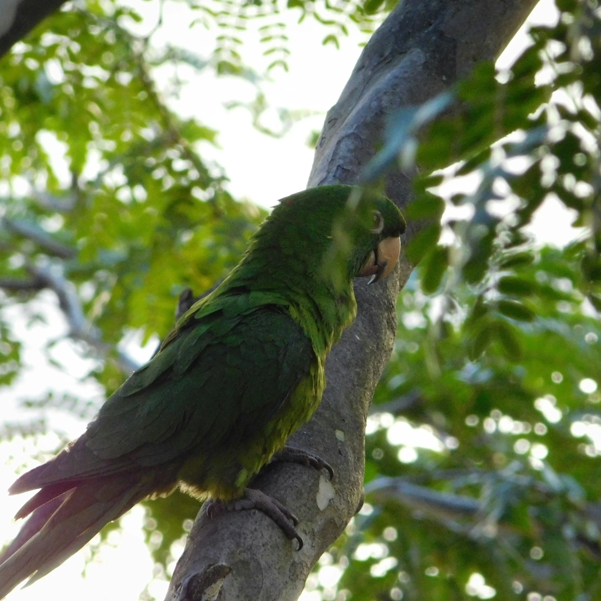 green bird perched on a nch near some leaves