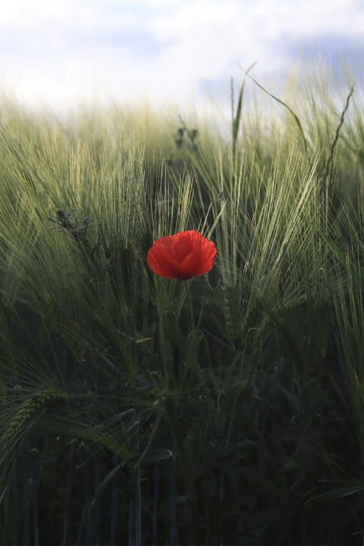 a red poppy sitting on top of some tall grass