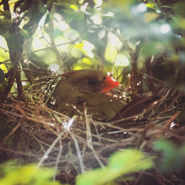 a bird in the middle of a forest with lots of nches