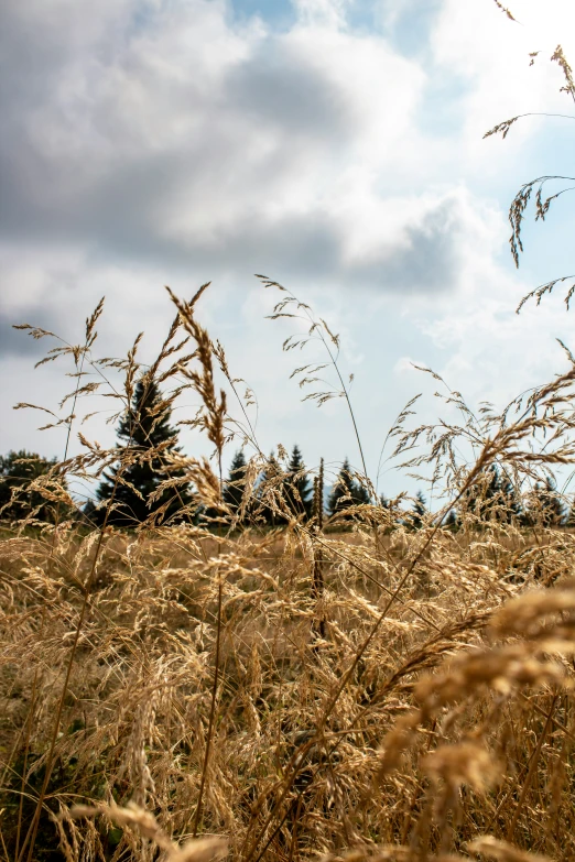 dry grasses blowing in the wind as if the sun had set