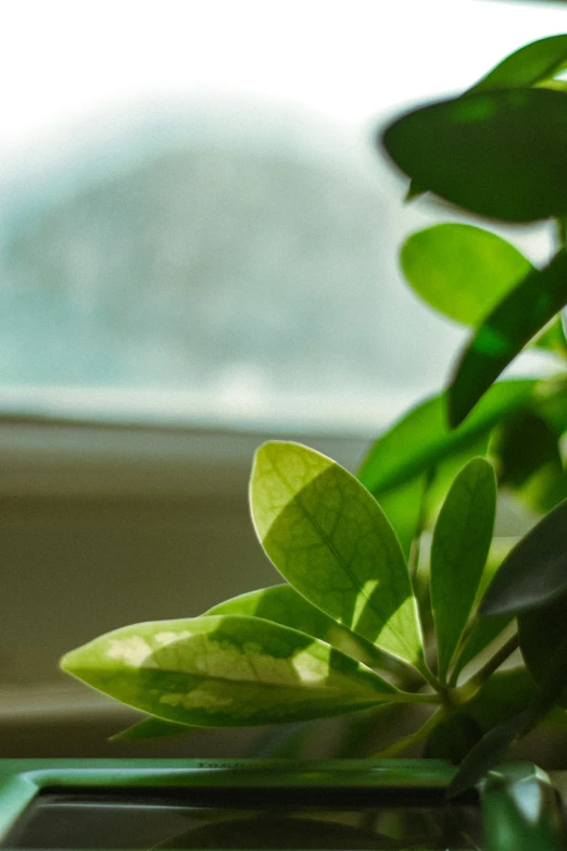 plant with green leaves next to window in room
