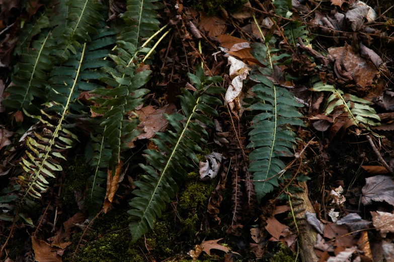 a close up of some plants on the ground