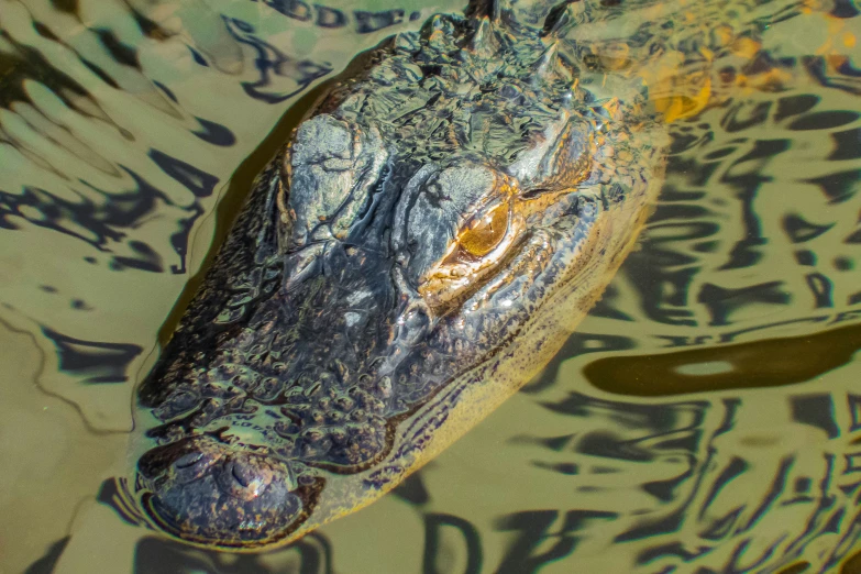 the face of an alligator lying in water