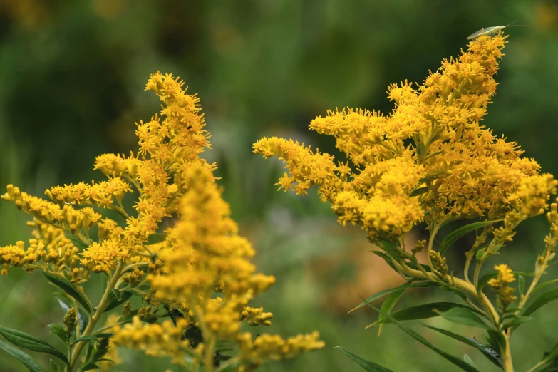 a bunch of flowers growing in a garden