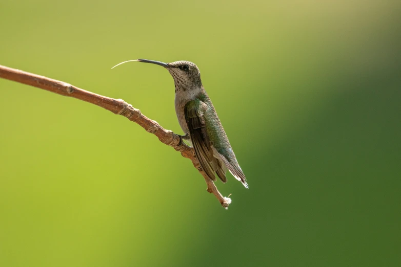 the small hummingbird perches on a nch
