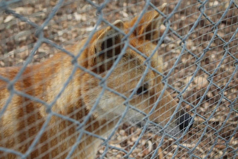 a small animal behind a fence looking at the camera